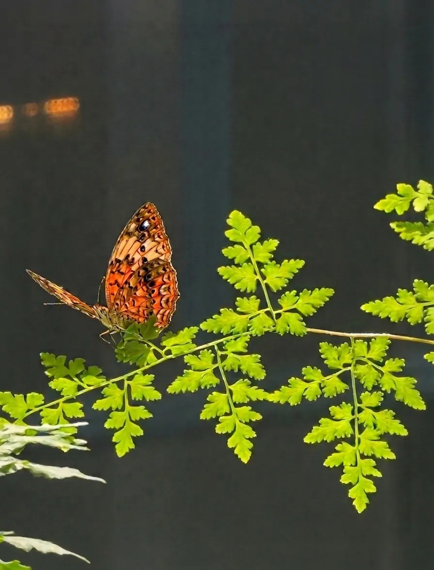 RHI Website_Painted Lady_Touchedup