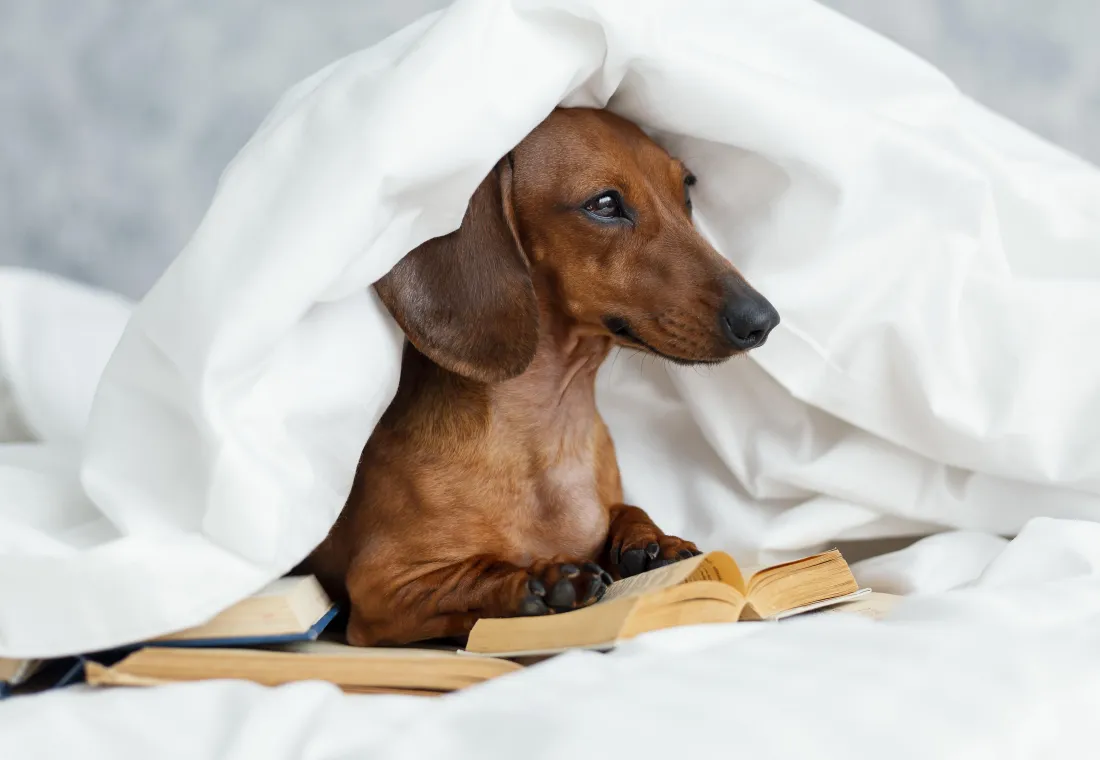 Dogcation
